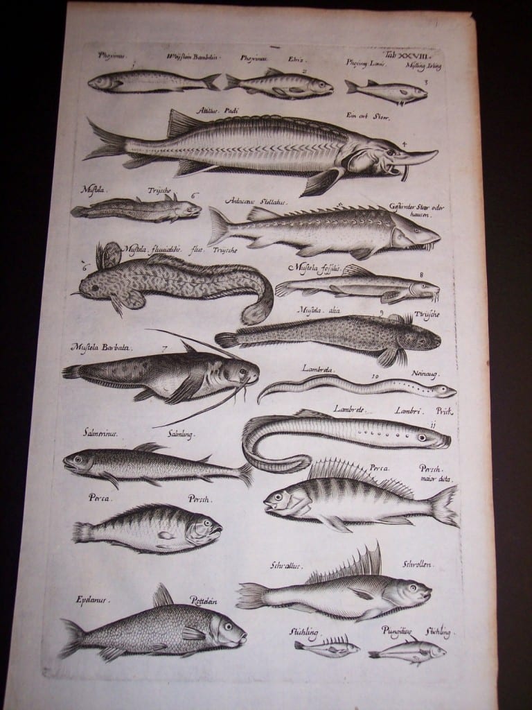 Merian Old Fish Print 1646
