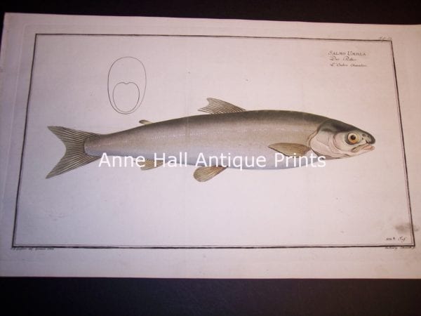100_8853 is an original engraving, Elizer Bloch Fishwerks c.1730 hand-colored copper plate engraving. Salmon 8853 $250.