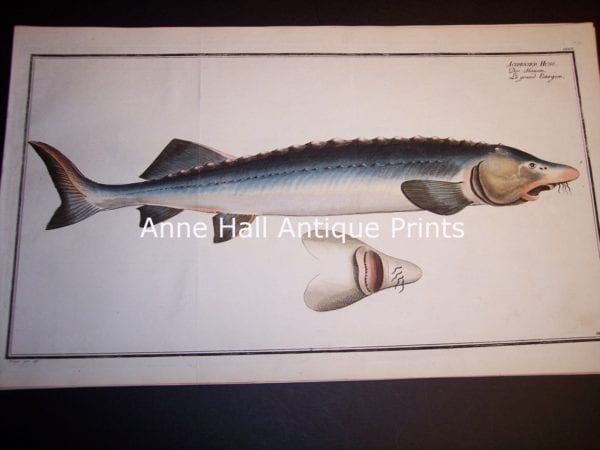 100_8856 Elizer Bloch Fishwerks c.1730 hand colored copper plate engraving. The Sturgeon 8856 $350.