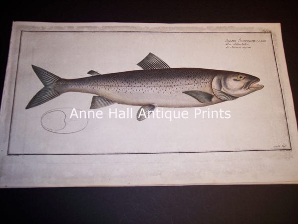 100_8858 Elizer Bloch Fish c.1730 hand colored copper plate engraving. 8858 $275.