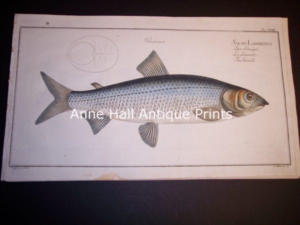 Elizer Bloch Fishwerks c.1730 hand colored copper plate engraving. 8859 $300.