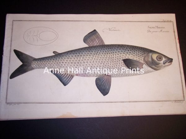 100_8861 Elizer Bloch Fishwerks c.1730 hand-colored copper-plate engraving. Salmon 8861 $300.