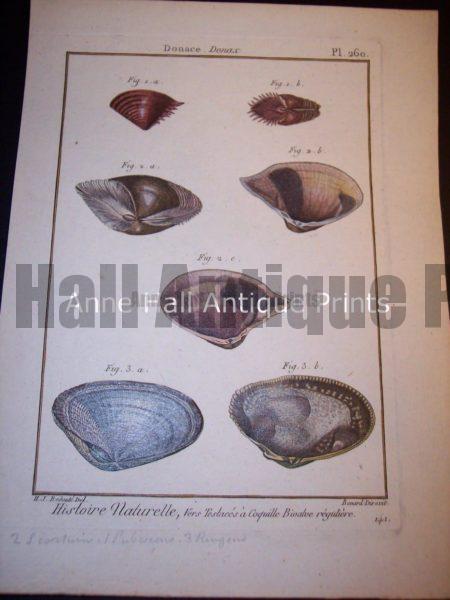 Antique Lamarck sea shell print. French hand colored copper plate engraving.