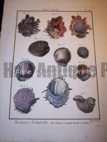 Antique Lamarck sea shell print. French hand colored copper plate engraving.