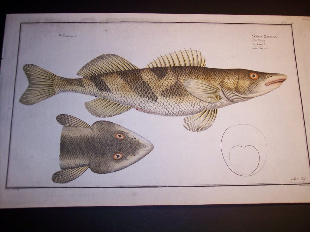 Elieser Bloch Fish Print c.1770