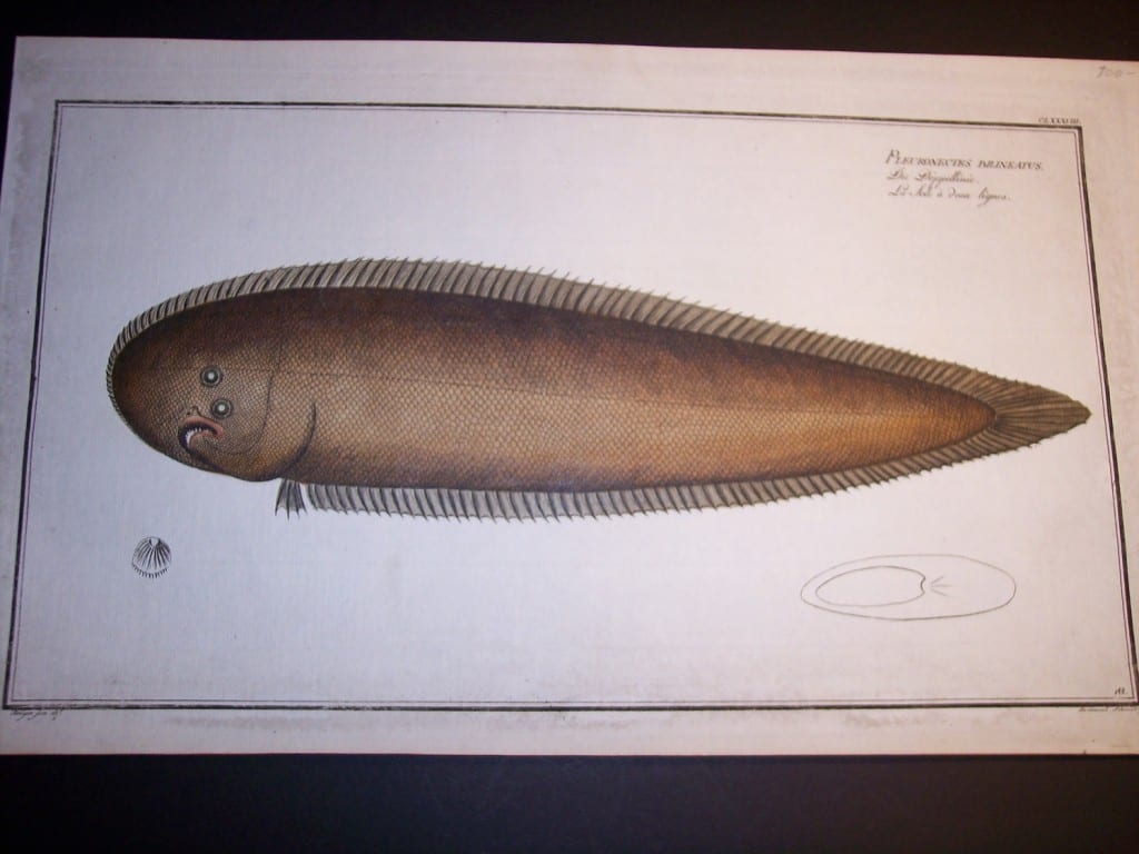 100_9098 Elizer Bloch Fish Engravings