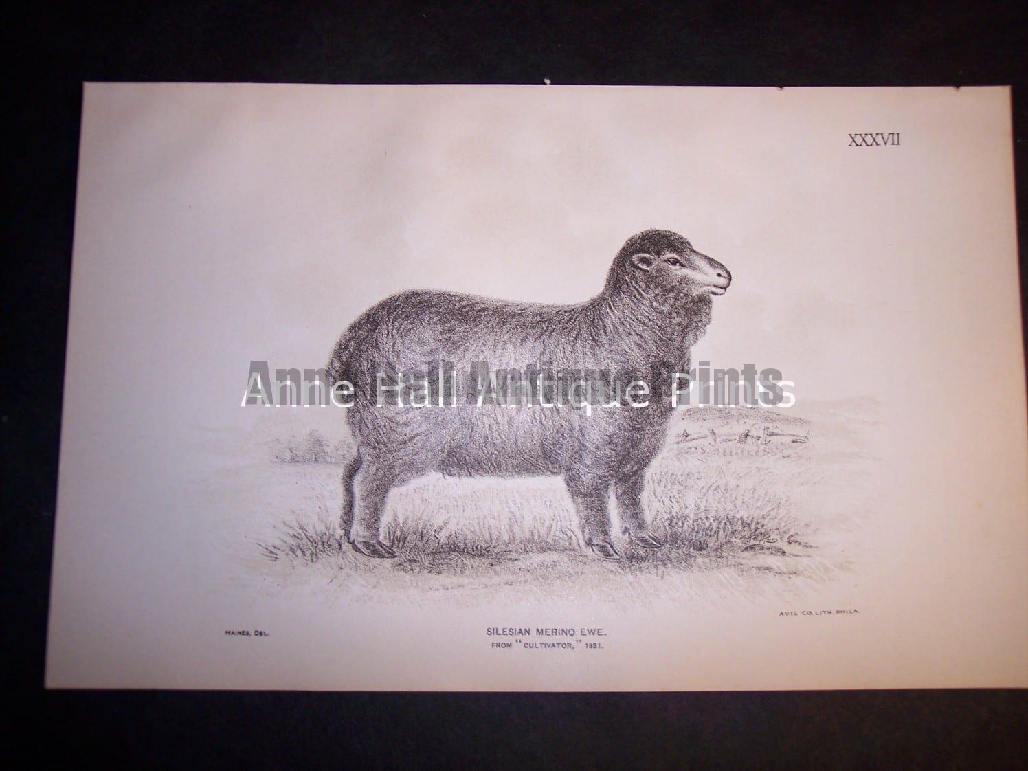 1888 Sheep Print, Old American lithograph.