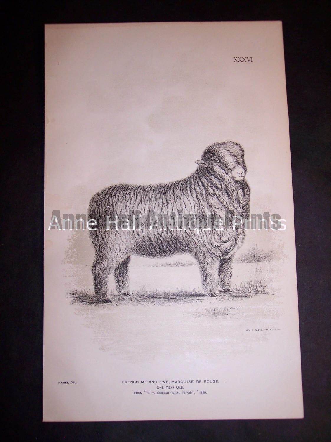 1888 Sheep Print, Old American lithograph.