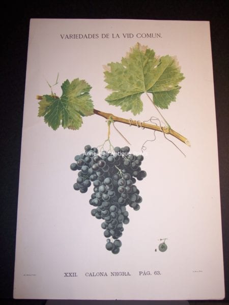 Rare Wine Chromolithograph p63 Calona Negra. $450.