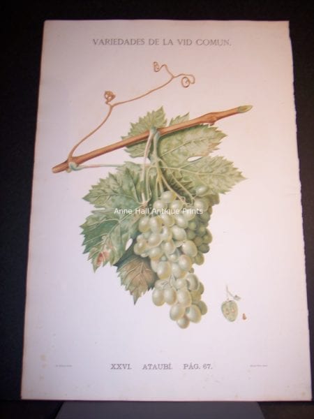 Rare Wine Chromolithograph p67 Ataubi. $450.