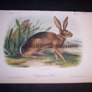 Audubon California Hare
