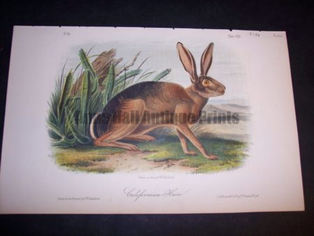 Audubon California Hare