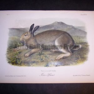 Audubon Polar Hare. Hand colored lithograph. $250.
