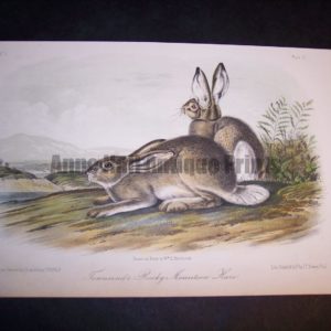 Audubon Townsends Hare
