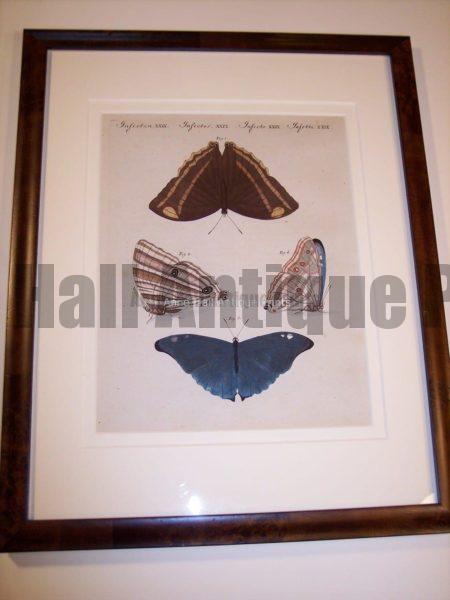 220 year old butterfly engraving with burlwood picture frame.