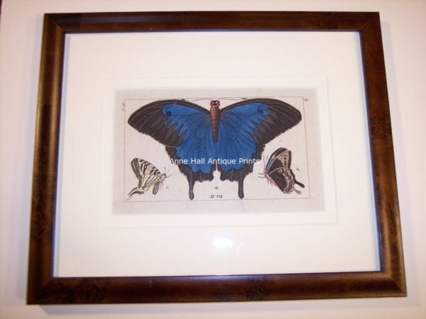 Beautiful antique print of blue butterfly, framed and guaranteed to be 200 years old by the seller.