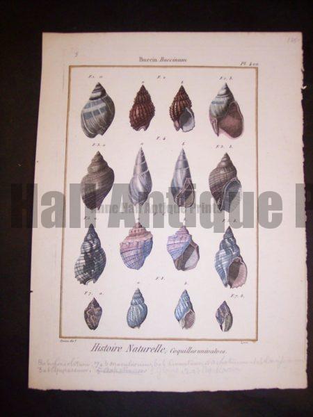 These old sea shell prints date from 1779 to 1820. They were published by Lamarck in France. Numerous well known artists worked on this series including Marachel and PJ Redoute. These are stunning old copper plate engravings with water colors. They range in price from 125. to 225. each. and a discount on a set. Each print measures about 8x11" These are stunning old copper plate engravings with water colors.
