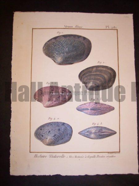 These old sea shell prints date from 1779 to 1820. They were published by Lamarck in France. Numerous well known artists worked on this series including Marachel and PJ Redoute. These are stunning old copper plate engravings with water colors. They range in price from 125. to 225. each. and a discount on a set. Each print measures about 8x11" These are stunning old copper plate engravings with water colors.