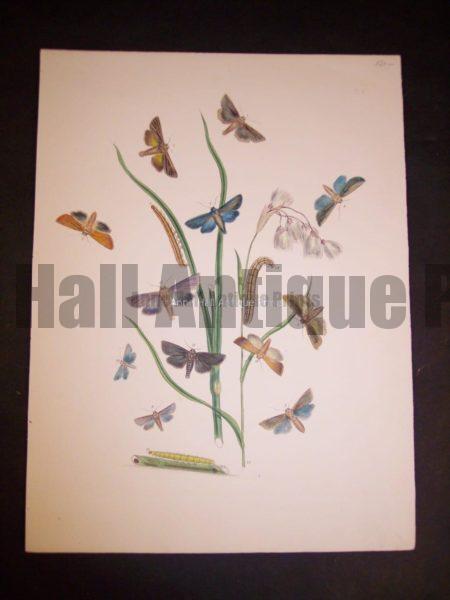 Humphrey Butterflies and Moths PL 47, 1865. $50.
