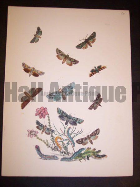 Humphrey Butterflies and Moths PL 39, 1865. $50.