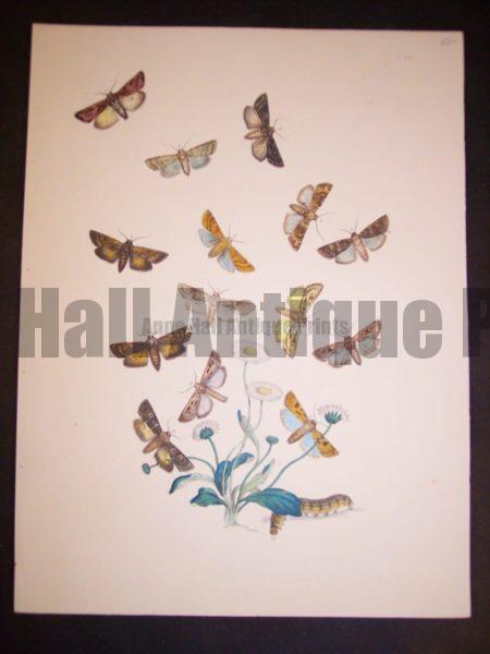 Humphrey Butterflies and Moths PL 24, 1865. $50.
