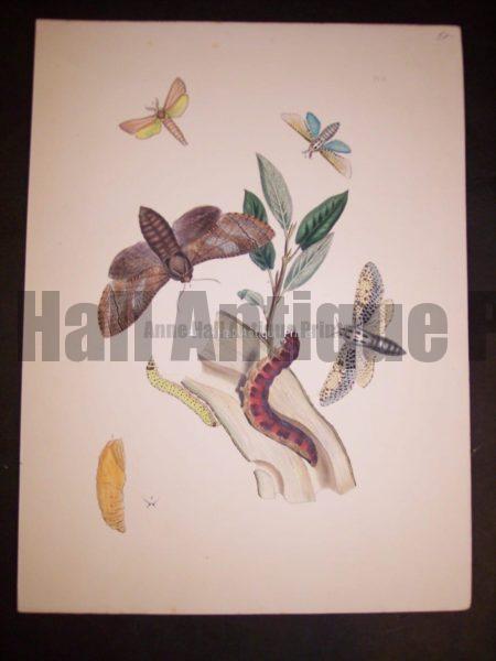 Humphrey Butterflies and Moths PL 9, 1865. $50.