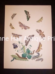 Insect prints showing butterfly transformations Anne Hall Antique Prints