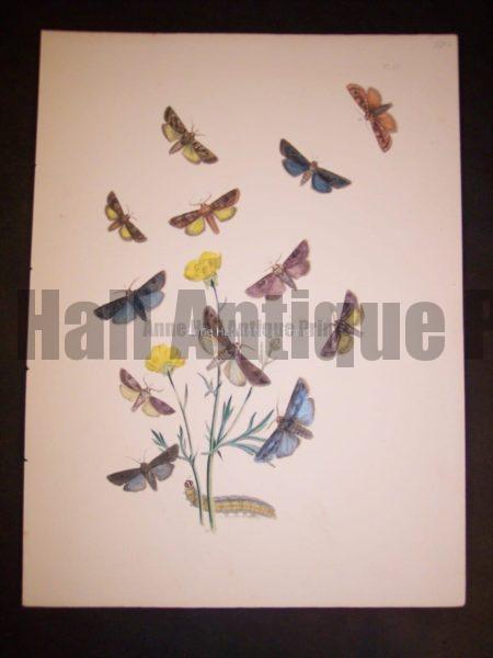 Humphrey Butterflies and Moths PL 23, 1865. $50.
