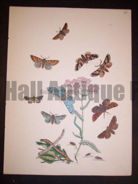 Humphrey Butterflies and Moths PL 58, 1865. $50.