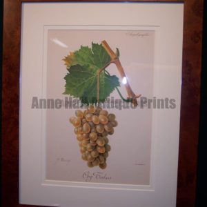 Ampelographie Org Tokos Wine Grapes FR1