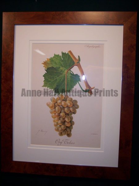 Ampelographie Org Tokos Wine Grapes FR1