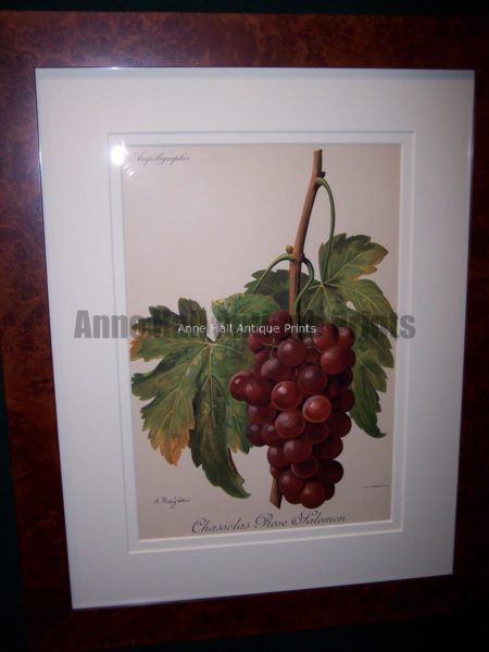 Ampelographie Chasselas Rose Falomon Wine Grapes FR3