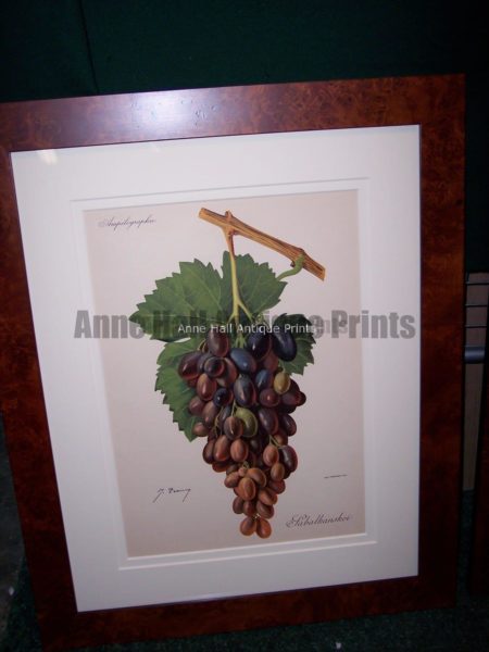 Ampelographie Fabalkansoi Wine Grapes FR4