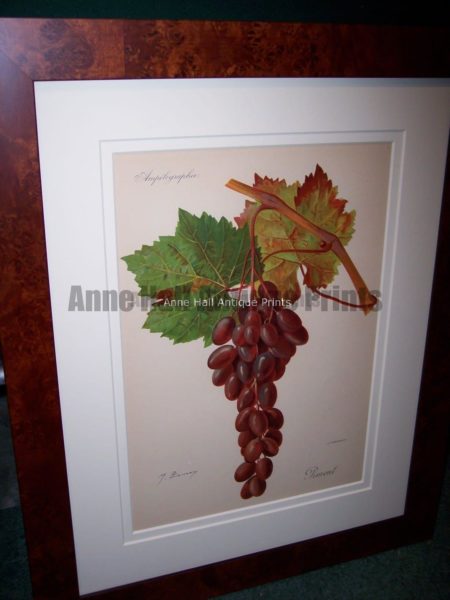 Ampelographie Liment Wine Grapes FR5