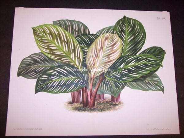 Belgian Plant Lithograph 9500