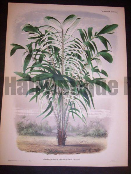 Astrocaryum Murumuru Old Print of Palm Tree