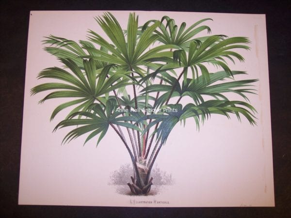 Rhapis Old Print of Palm Tree