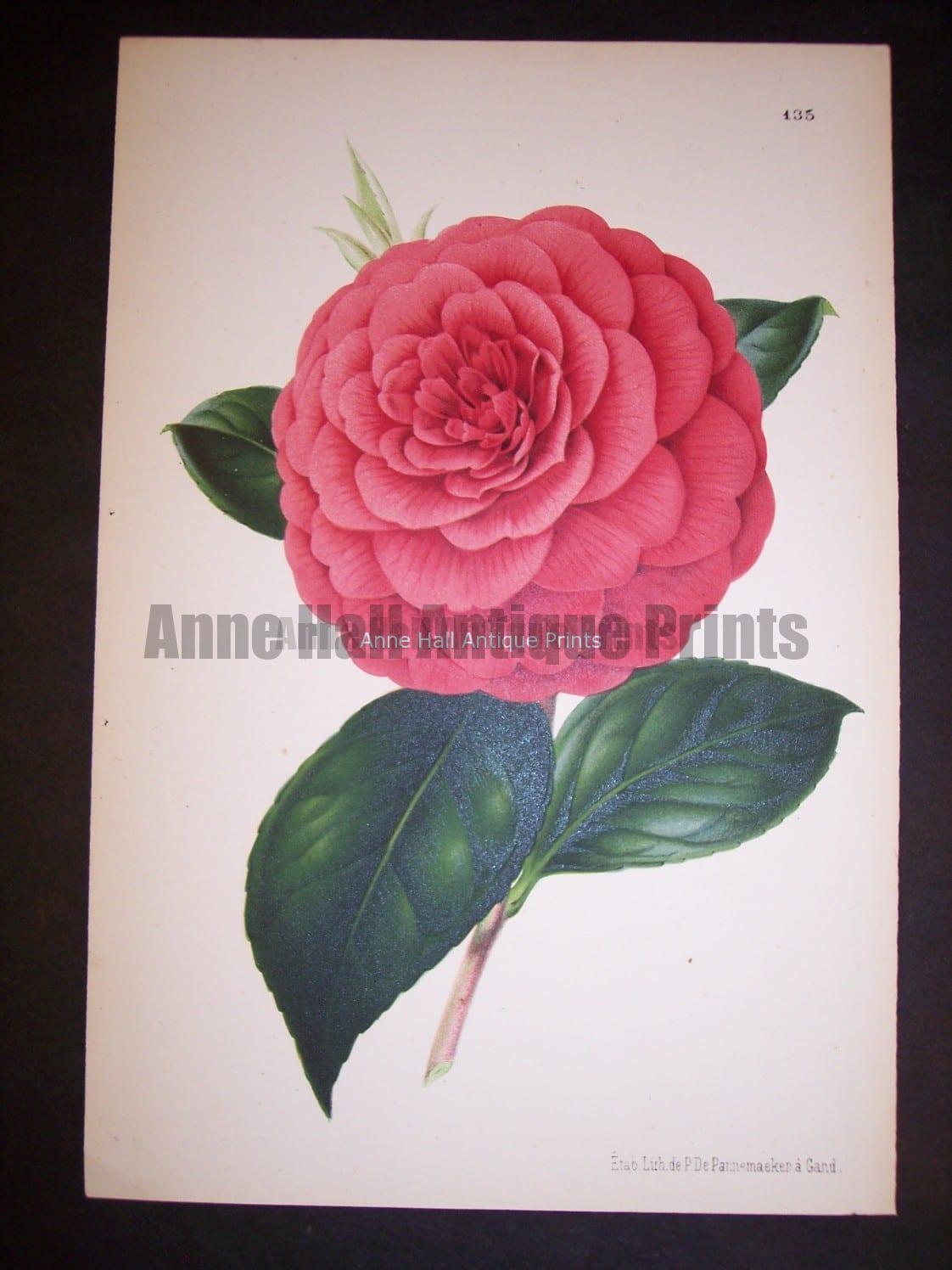 Old print of Camellia