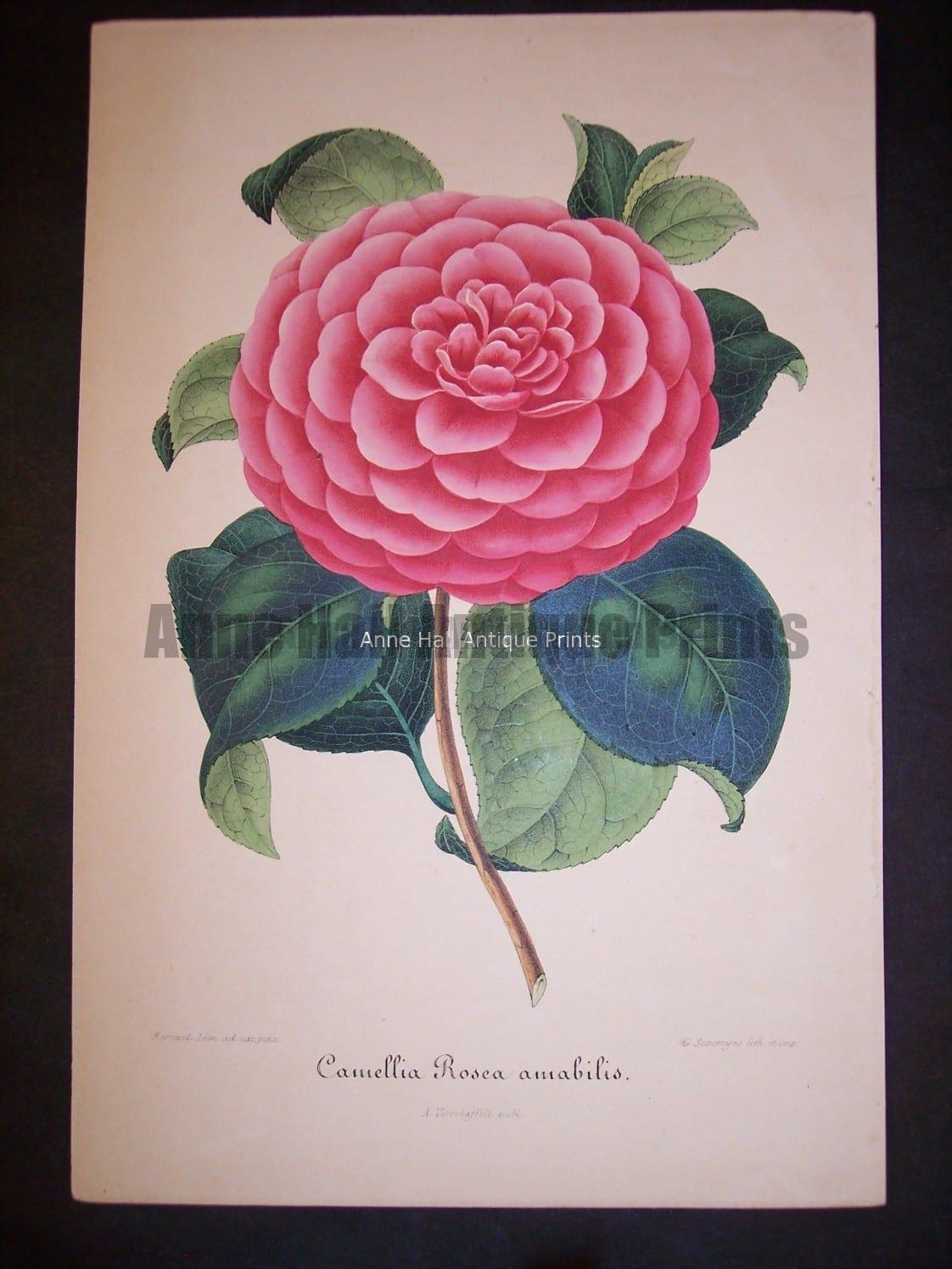 Old Verschaffelt Camellia Lithograph