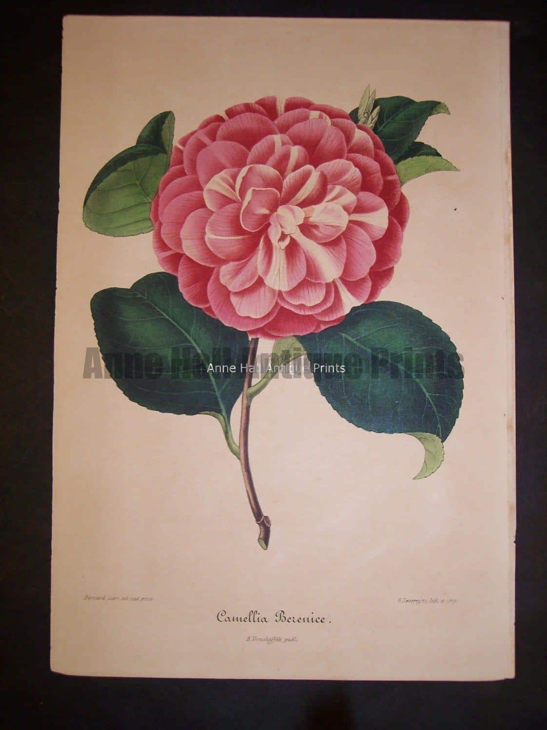 Old Verschaffelt Camellia Lithograph