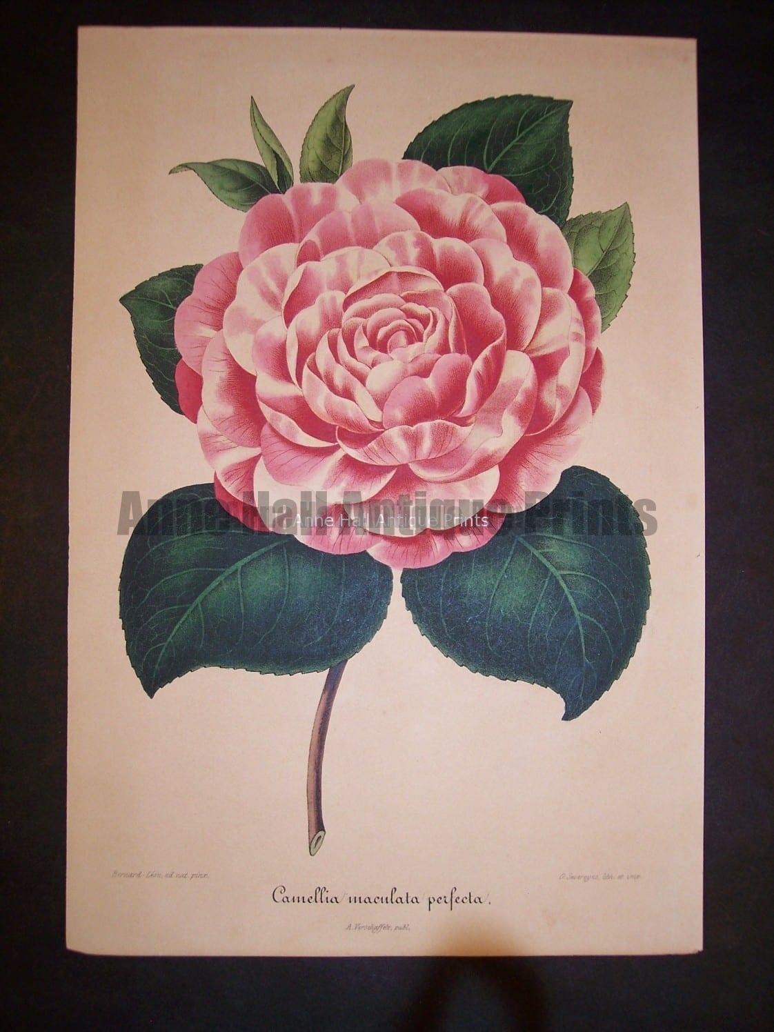 Old Verschaffelt Camellia Print