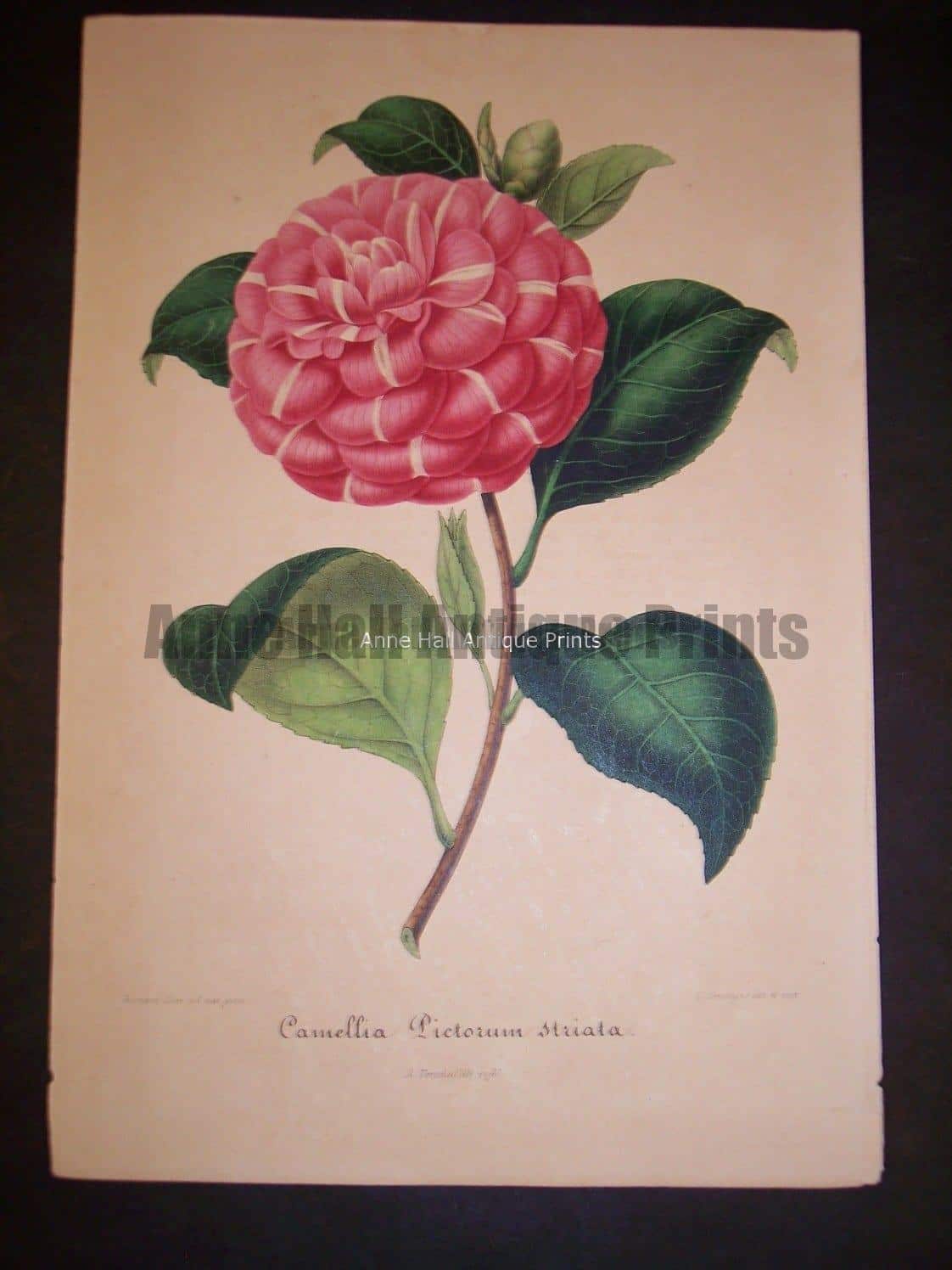 Old Verschaffelt Camellia Print