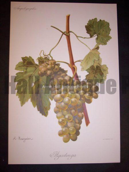 Viticulture & Wine Grape chromolithographs. Produced in France for Ampelographie in 1897.