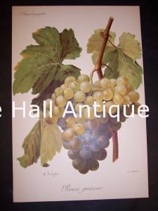 Viticulture & Wine Grape chromolithographs. Produced in France for Ampelographie in 1897.