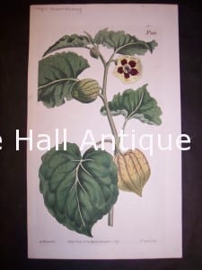 Gooseberries antique watercolor