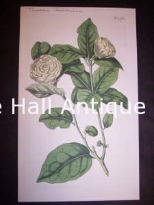 antique painting Jasmine