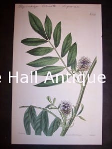 antique watercolor Liquorice