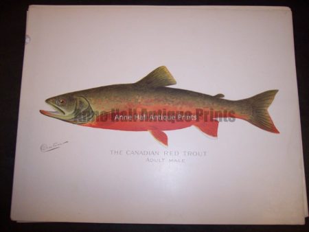 Denton Canadian Red Trout Male