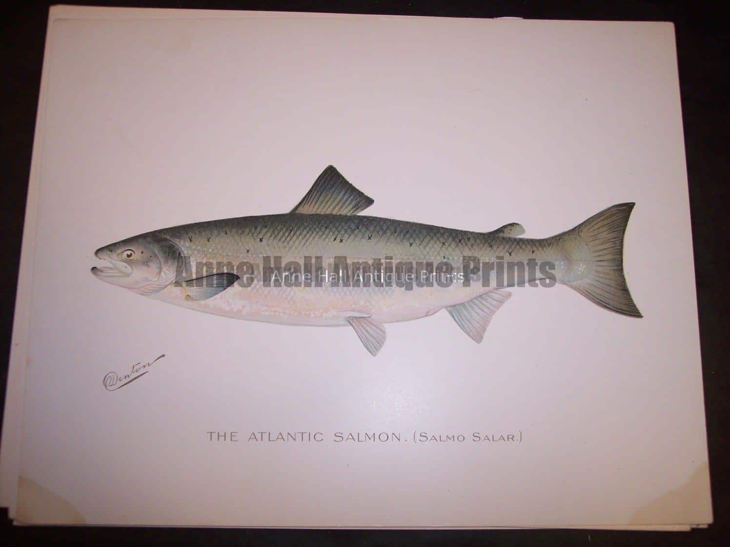 Trout Salmon Antique Lithographs & Engravings for Fisherman