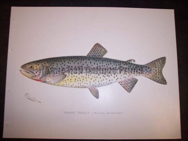 Denton Tahoe Trout. Salmo Henshawi